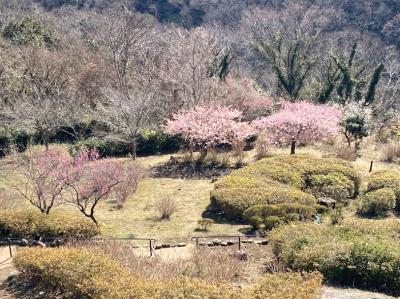 大磯町の高来神社から湘南平を目指してトレッキング