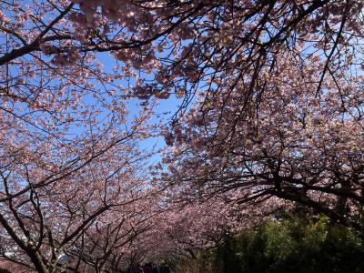 東京から日帰りで河津桜鑑賞♪