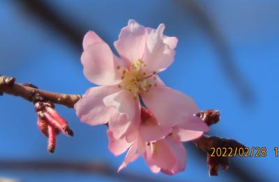 久し振りに冬桜を見る