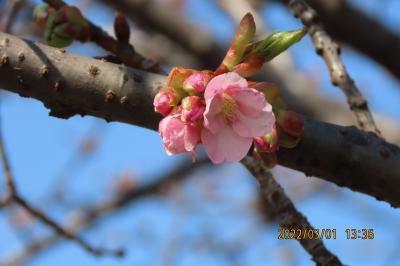 その後の河津桜の開花
