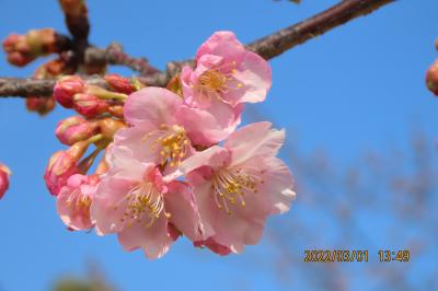 福岡中央公園の河津桜の開花