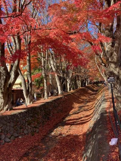 河口湖もみじ回廊日帰り旅