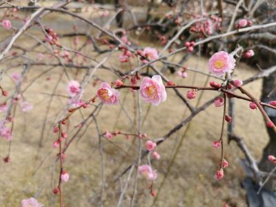 小田原は梅の季節