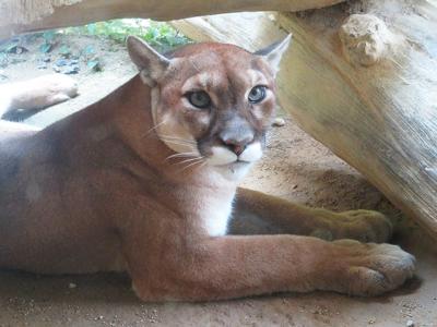 四国+α動物園巡り2019/08その2　【とくしま動物園】