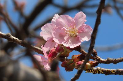 美しく咲いていた河津桜