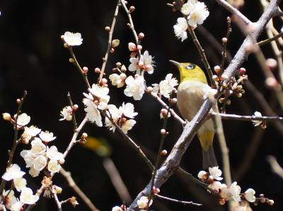 梅香る小石川植物園で 野鳥を愛でる