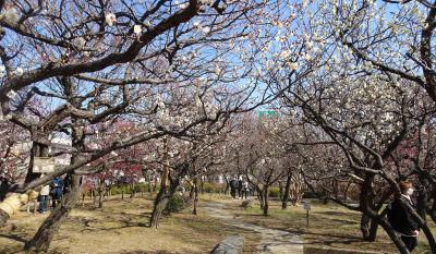梅めぐり　東京：大谷田公園梅園(１３品種）　２０２２
