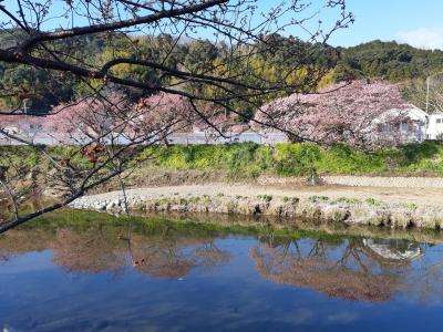 久しぶりの河津桜、今年は下田に泊まって早朝から見学