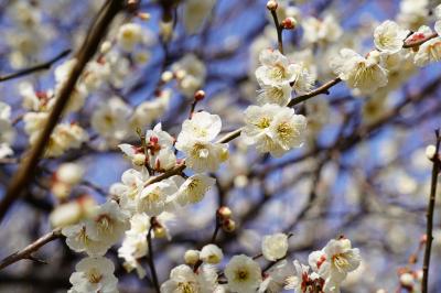 20220303-2 北綾瀬 大谷田公園の梅が見頃らしいんで。白加賀がえぇ感じ。
