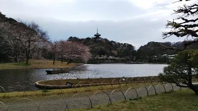 横浜市の桜名所、根岸森林公園・三渓園・本牧山頂公園を徒歩でまわりました。