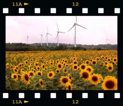 ◆晩夏の布引風の高原～ひまわり畑＆そば畑＆菅滝～ウクライナに思いを寄せて