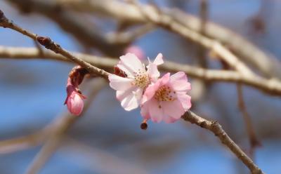 その後の冬桜