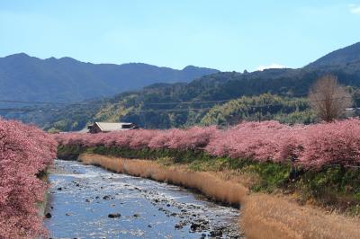 河津桜(静岡県河津町）へ・・・