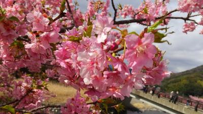 河津桜を訪ねて