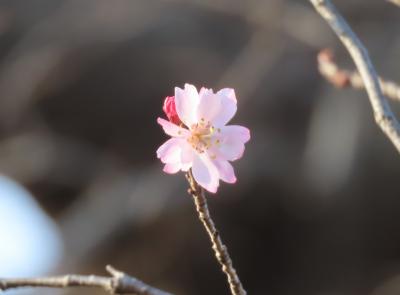 その後の十月桜