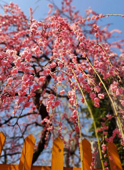 のんびり春をお届け　下町の梅と河津桜