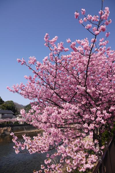 河津桜 見にいった 以前ほどの混雑なし