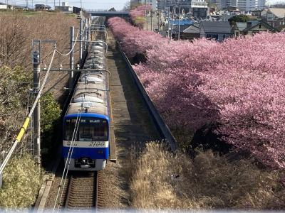 春旅　河津桜と菜の花のゆるさんぽ