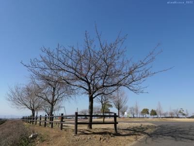 「八王子山公園」の河津桜_2022_開花直前、花はこれからです（群馬県・太田市）