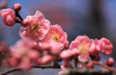 愛知牧場の菜の花♪名古屋城の梅に椿に武将隊♪＆平芝梅林公園の梅♪