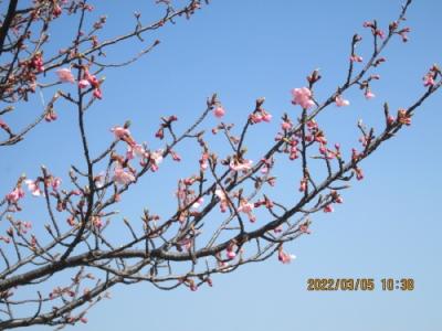 柏市の大堀川・松ヶ崎城跡・河津桜開花・2022年3月