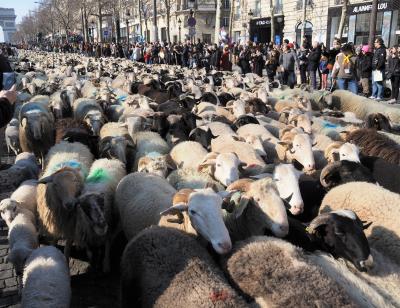 そこのけそこのけ羊が通る。 羊さん大行進のシャンゼリゼ。