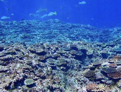 タイさんの沖縄の旅27日目(2021/2/5) 西表島7日目 島民50人の鳩間島へ