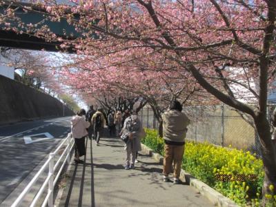 早春の三浦半島１日excursion(５）三崎の桜。