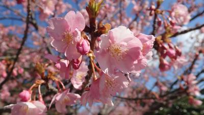 2022 聖崎公園の河津桜