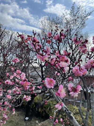 岡本公園の梅林