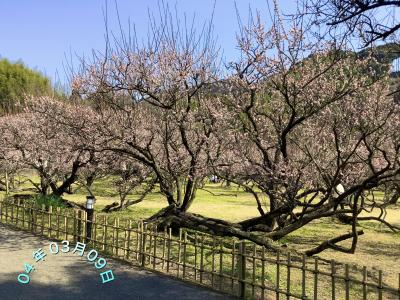 藤川天神の臥龍梅を見に行ってみた～ラーメン我流風でお昼を