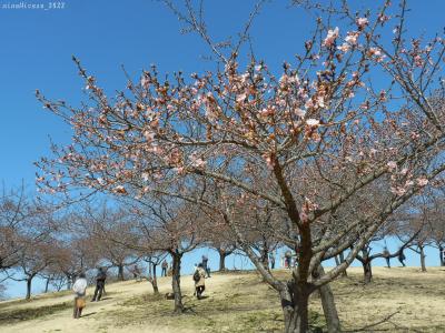 「いせさき市民の森公園」の河津桜_2022_開花が始まりました（群馬県・伊勢崎市）