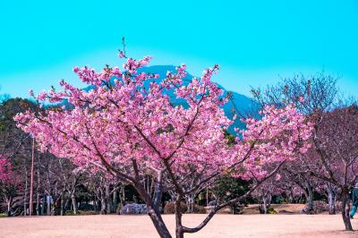 南立石公園の早咲き桜 2022