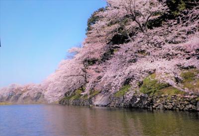 『彦根城の桜♪　＜うふふ♪♪の桜日記♪・その２＞』