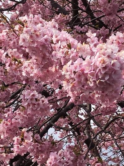 満開の河津桜と浄蓮の滝