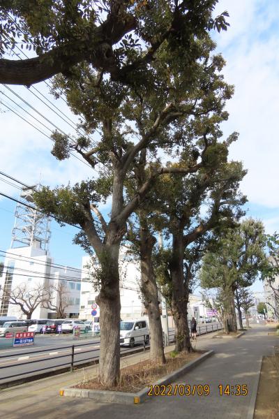 スダジイ並木を見ました