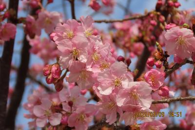 福岡中央公園の河津桜の開花状況