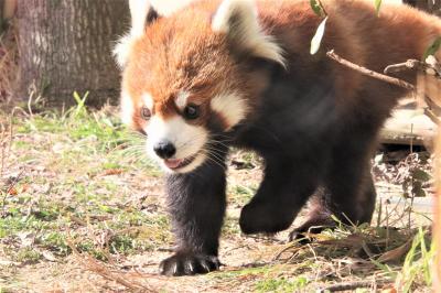 久しぶりの大阪京都レッサーパンダ遠征３園（８）京都市動物園：５年ぶりの京都レッサーパンダと動物たち～残念！ウーミー同居は見損ねたらしい