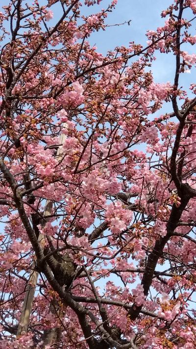 市川市江戸川堤の河津桜と行徳でランチです。300冊達成です。