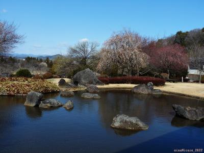 「みかも山公園・西口」万葉庭園の枝垂れウメ_2022（2）_3月２日には、咲き始めていました（栃木県・佐野市）