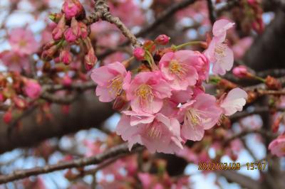 鶴ケ岡中央通りの河津桜の開花状況