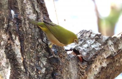 森のさんぽ道でバードウオッチング⑫その2)シジュウカラ、メジロ、エナガ
