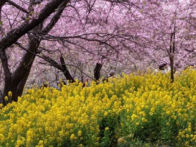 満開の河津桜と菜の花、まつだ桜まつりへ