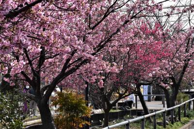 江川せせらぎ遊歩道2022～美しい彩りの河津桜とカルガモ赤ちゃん誕生～（川崎）