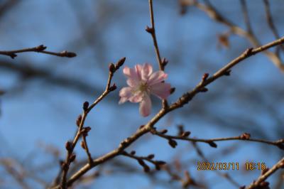 その後の十月桜