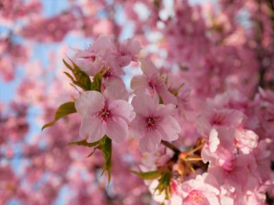 松戸 坂川沿いの河津桜、そして水戸藩最後の藩主・徳川昭武の戸定邸へ