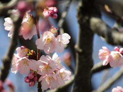 今年の信濃桜