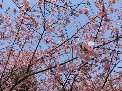 【Day out w/ N】間に合うかな、仏餉の河津桜。<素盞嗚社・仏鑑寺・天伯神社>