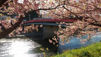 春の南伊豆①河津で花見