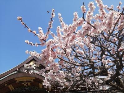 ’２２　東京かき氷さんぽ　湯島天神梅まつり＆サカノウエカフェのかき氷